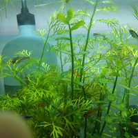 aquascape-for-everyone-learning-and-sharing---part-4