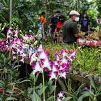 tak-mau-kalah-dari-belanda-airlangga-dorong-ekspor-tanaman-hias