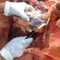 pemkab-oku-musnahkan-106-kg-hati-sapi-mengandung-cacing-pita