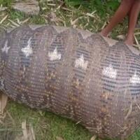 ular-piton-7-meter-dengan-perut-buncit-ditangkap-dan-dibedah-warga-maros