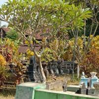 beraroma-mistis-pohon-kemboja-banyak-tumbuh--ditanam-di-makam-kenapa