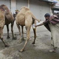 enam-juta-dosis-bahan-baku-vaksin-covid-19-tiba-di-indonesia