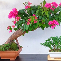 cara-ane-membuat-bonsai-cantik-dalam-24-minggu