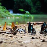 the-kingdom-of-butterfly-hingga-air-terjun-bantimurung-kepingan-surga-dari-makassar