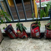 polibag-darurat-dari-bekas-bungkus-kopi-yuk-manfaatkan-limbah-plastik