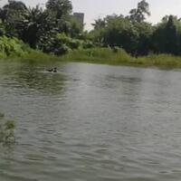 knkt-belum-pastikan-pelaksanaan-evakuasi-heli-jatuh-di-danau-buperta