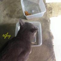 membuat-tempat-makan---minum-kucing-degan-botol-bekas