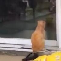 viral-kucing-oren-terdiam-di-depan-toko-hewan-bak-meratapi-nasibbikin-warganet-sedih
