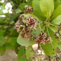 phyllium-bioculatum-serangga-unik-tapi-paling-rapuh-agan-pernah-melihatnya