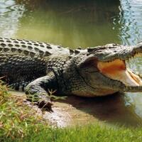 banyuasin-geger-sang-anak-melihat-saat-ibunya-diterkam-dan-diseret-buaya-muara