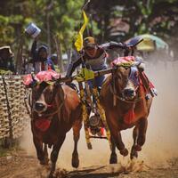 karapan-sapi-lomba-pacuan-kebanggaan-masyarakat-madura