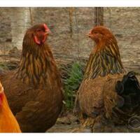 china-mengkonfirmasi-kasus-flu-burung-h10n3-pertama-pada-manusia