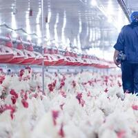 china-laporkan-kasus-pertama-flu-burung-langka-h10n3-pada-manusia
