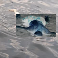 jasad-tanpa-identitas-ditemukan-mengambang-di-danau-toba