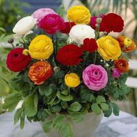 jangan-terbuai-meskipun-cantik-tetapi-beracun-dan-berbahaya