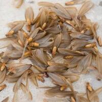 dapatkan-pasangan-dalam-semalam-atau-mati-mengenaskan-fakta-unik-kehidupan-laron