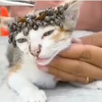 ngeri-video-kucing-ditempeli-puluhan-kutu-babi-ini-fakta-seputar-parasit-berbahaya