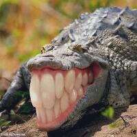 seperti-inilah-rasanya-di-telan-buaya