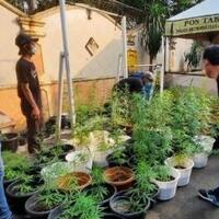 rumah-di-brebes-digrebek-polisi-ternyata-banyak-ganja-ditanam-secara-hidroponik