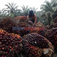 pgri-jawa-barat-dukung-informasi-soal-sawit-masuk-kurikulum