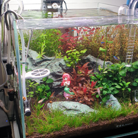 aquascape-for-everyone-learning-and-sharing---part-4