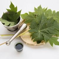 tips-cara-menghilangkan-pait-daun-pepaya