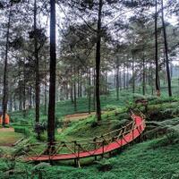 romantisnya-hutan-pinus-limpakuwus-destinasi-ter--uwu--yang-sayang-untuk-dilewatkan