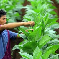 ironis-industri-hasil-tembakau-bukannya-dikasih-ruang-tapi-terus-dikebiri