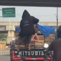 beredar-rekaman-bajing-loncat-mencuri-di-mobil-telur-waspada-dan-cegah-aksi-mereka