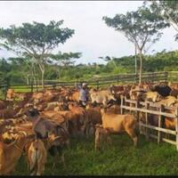 disulap-jadi-mini-ranch-begini-penampakan-lahan-bekas-tambang-di-kukar