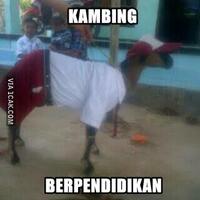 mau-bentukbodykambing-berotot-agar-menang-kontes-begini-caranya