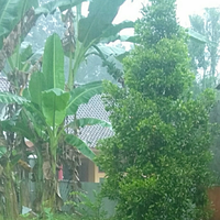 investasi-ane-untuk-lingkungan-salah-satunya-menghijaukan-sekeliling-rumah