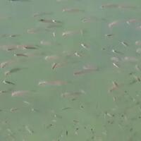 heboh-fenomena-muncul-ribuan-ikan-laut-bupati-tapanuli-tengah-ada-yang-pingsan