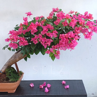 cara-ane-membuat-bonsai-cantik-dalam-24-minggu