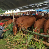 mau-potong-kurban-di-saat-pandemi-nih-aturan-dari-kementan