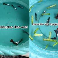 heboh-ikan-mati-hidup-lagi-saat-direndam-air-garam--bumbu-dapur-ini-fakta-ilmiahnya