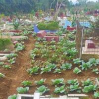 ide-kreatif-menanam-sayur-di-area-pemakaman-gansist-tertarik