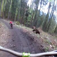 tegang-gara-gara-beruang-dikejar-beruang-saat-bersepeda