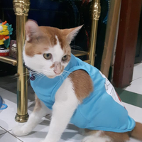 jemput-kucing-di-rumah-tetangga-aksi-kucingnya-bikin-gumush