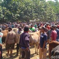 pasar-hewan-pekalongan-penuh-sesak-dan-banyak-yang-tak-bermasker
