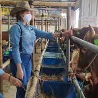alih-profesi-spg-cantik-ini-berjam-jam-di-kandang-sapi-layani-pelanggan
