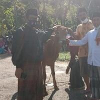 ritual-tangkal-covid-19-warga-sumenep-sembelih-sapi-seperti-zaman-nabi-isa