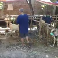 jelang-idul-adha-hewan-kurban-pun-di-solo-pakai-masker