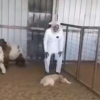 ingat-video-kambing-yang-sempat-viral-ini-tetap-lucu-saat-diputar-jelang-idul-adha