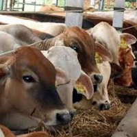 ini-pedoman-pelaksanaan-penyembelihan-hewan-qurban-di-bandung