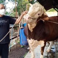 penampakan-simental-seberat-1-ton-sapi-kurban-yang-dibeli-presiden-jokowi