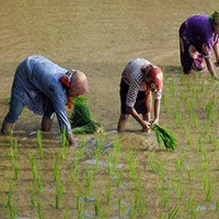 petani-di-simalungun-kecewa-bantuan-korporasi-pertanian-rp350-miliar-simpang-siur