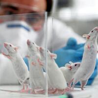 dikecam-ilmuwan-china-berhasil-membuat-tikus-jantan-melahirkan-ini-penampakkannya