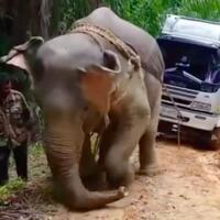 gajah-sumatera-tertatih-tarik-truk-di-jalan-lumpur-netizen-murka