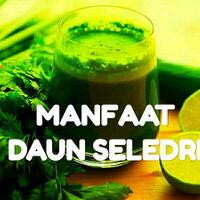 manfaat-daun-seledri-bagi-kesehatan